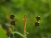 Dragonfly at Arm's Length by I am Hokuto