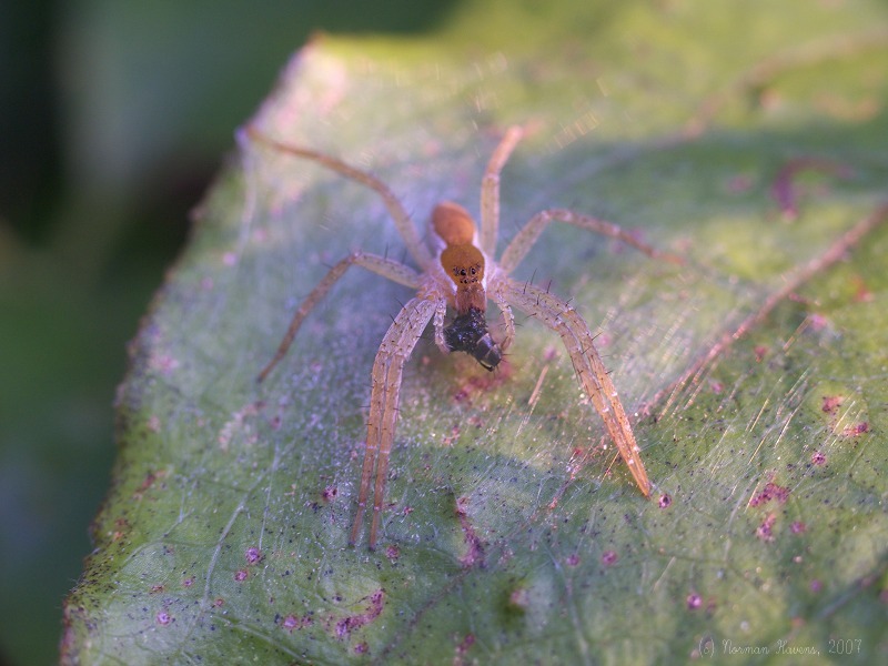 Running Crab Spider w/ Lunch