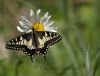 Swallowtail by Dave humphreys