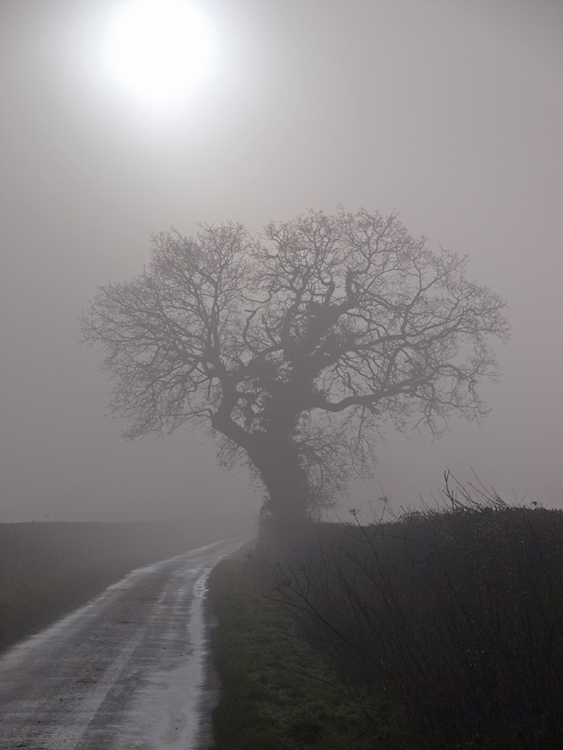 misty morning