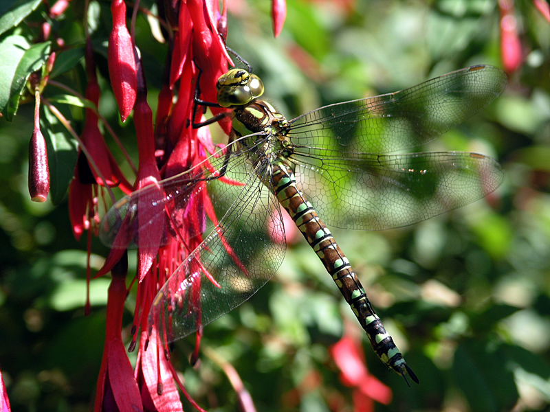 Common Hawker