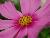 Flower by Balzs Hepp
