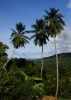 3 palms by Guy Roberts