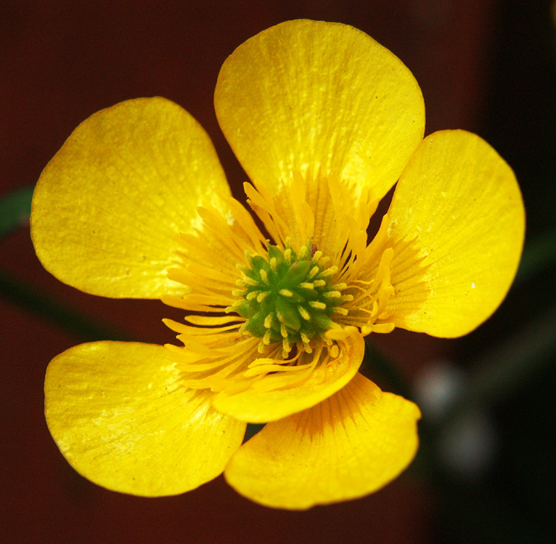 Yellow Flower