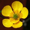 Yellow Flower by Mr Ploppy