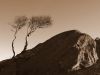 Twin trees by Johan Blixhavn Mland