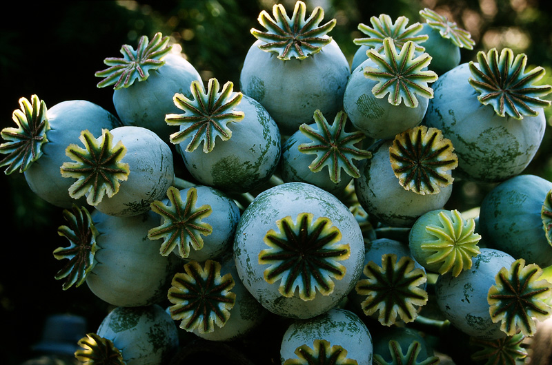 papavers