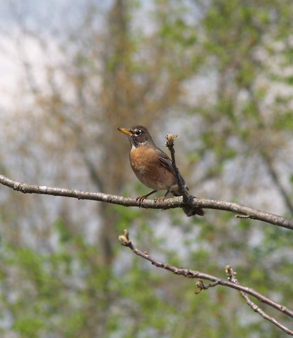 Mama Robin