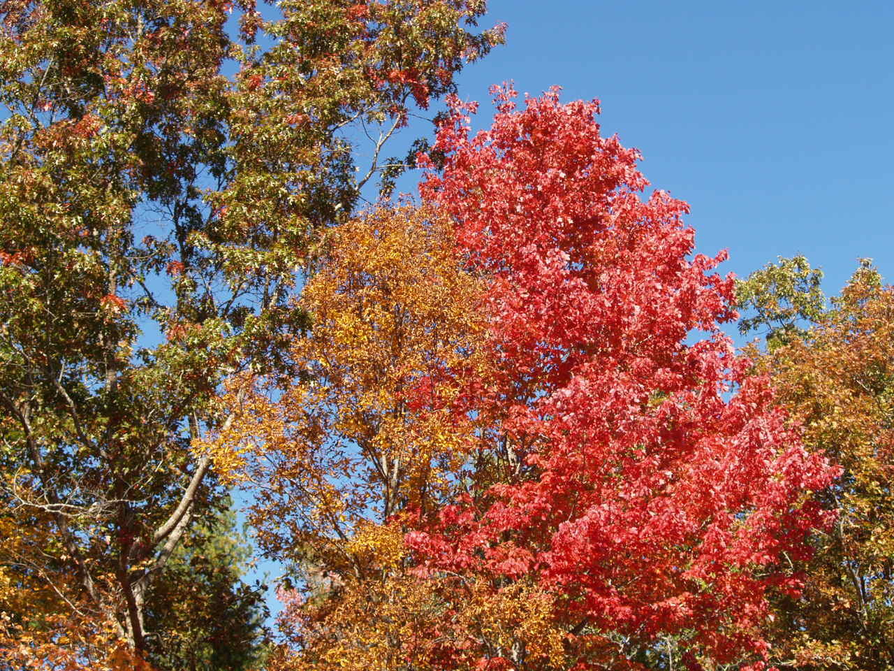 Georgia Mountains in Fall