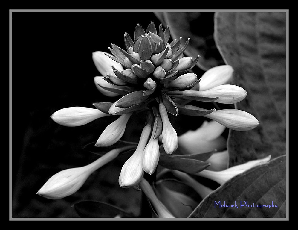 Hosta Cornell Plantations