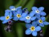 Forget Me Nots