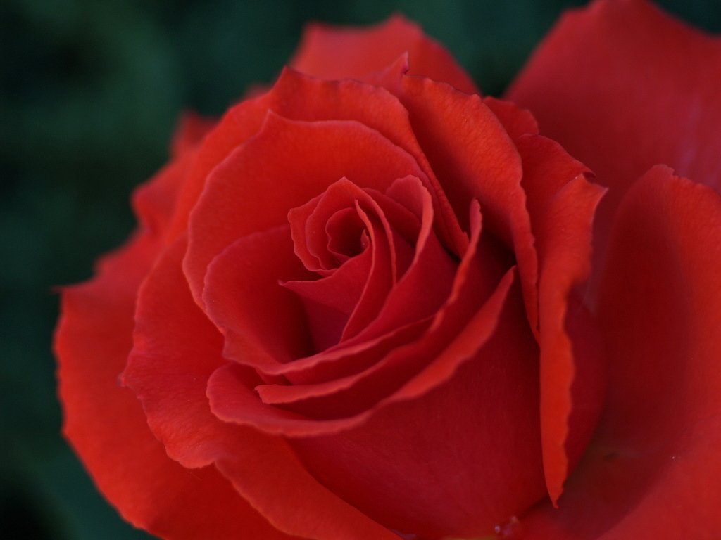 Red Rose