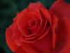 Red Rose