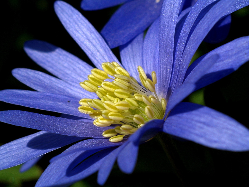 Blue Gold