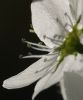Flowering Pear