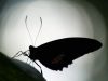 Butterfly in Silhouette