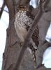 Red Tailed Hawk Young Male by Kevin Dude