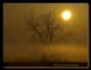 Mystic Tree by frank julius