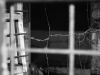 Behind bars by Paulo Calvo