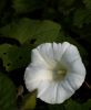 White Flower (2) by Anthony Cummings