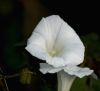 White Flower by Anthony Cummings