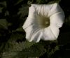 Dew on white flower by Anthony Cummings