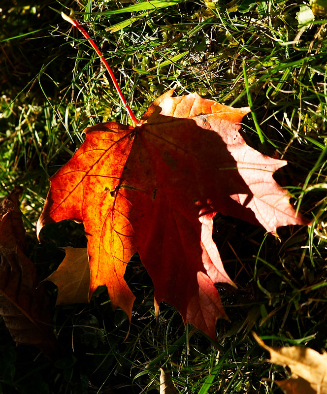 Leaf
