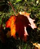 Leaf by Anthony Cummings