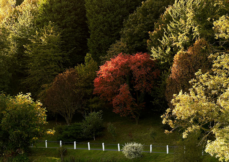 Red Tree