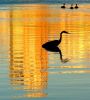 On golden lagoon by Mike Holmes