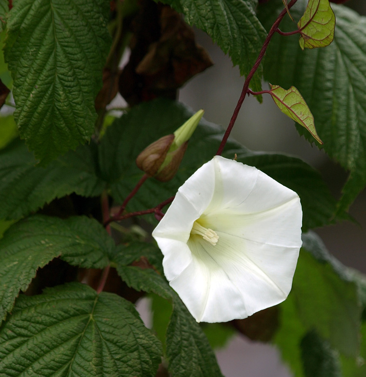 Convolvulus