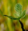 Young Fig Leaves by Ken Thomas