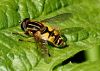 Hover Fly (male) by Ken Thomas