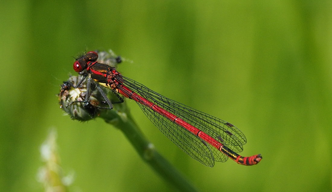 Large Red Damselfly