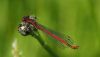 Large Red Damselfly by Ken Thomas