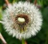 Seed Head of Dandeliion by Ken Thomas