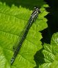 Azure Damselfly (Coenagrion paella) female by Ken Thomas