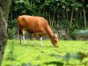 Banteng