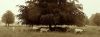 Deer Park