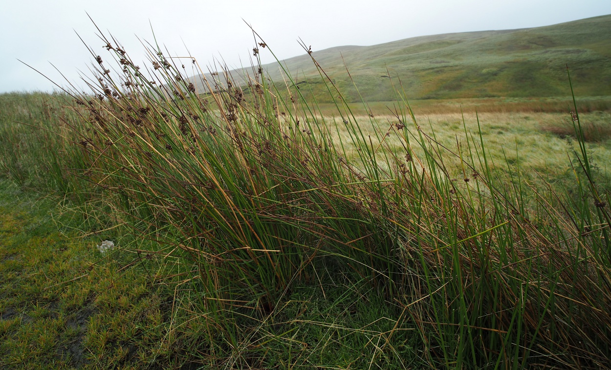 Sedge