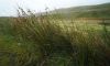 Sedge