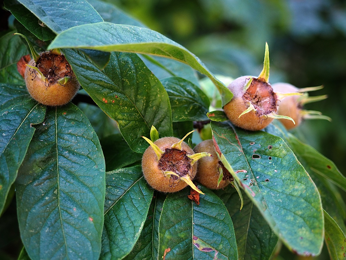 Medlars