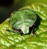 Common Green Stinkbug (Palomena prasina) - nymph by Ken Thomas