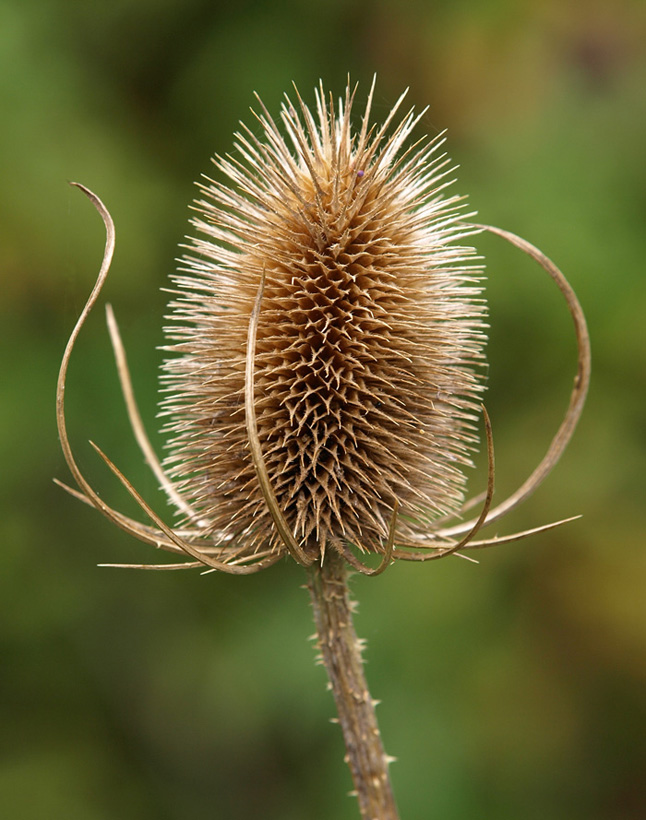 Teasel