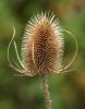 Teasel by Ken Thomas