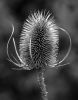 Teasel - Black & White by Ken Thomas