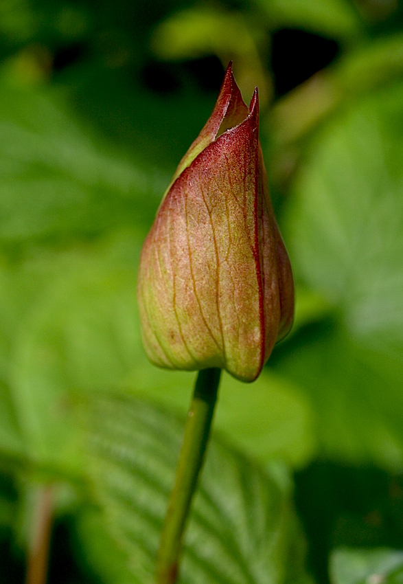 Bindweed Bud