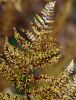 October Fern by Ken Thomas