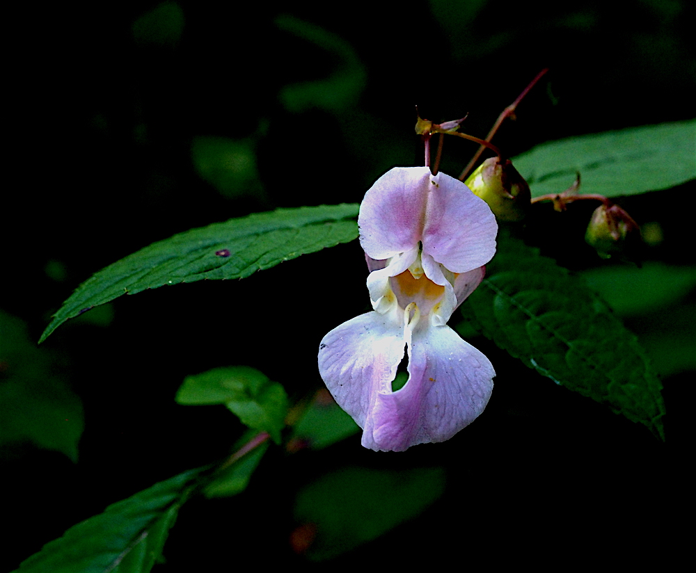 Himalayan Balsam