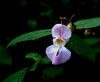 Himalayan Balsam by Ken Thomas